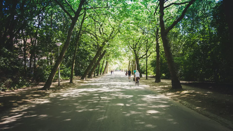 A road under green trees